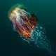 A Lion's mane jellyfish provides shelter to a small school of silver fish near Island of Hirta, Scotland.